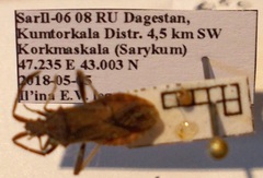 Coriomeris denticulatus