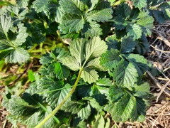 Potentilla intermedia