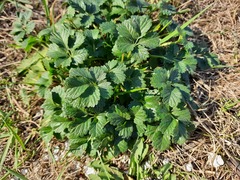Potentilla intermedia