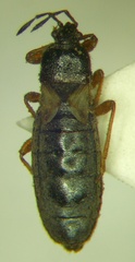 Dimorphopterus blissoides