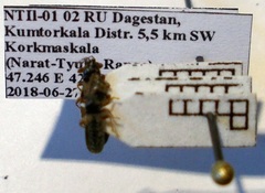 Dimorphopterus blissoides