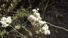 Eriogonum fasciculatum foliolosum