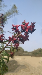 Clerodendrum indicum