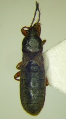 Dimorphopterus blissoides