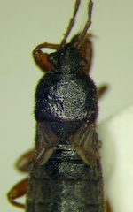 Dimorphopterus blissoides