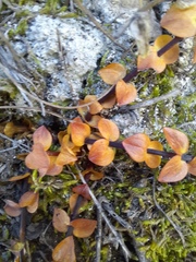 Gentiana septemfida grossheimii