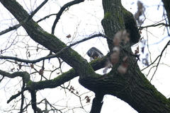 Accipiter gentilis