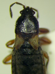 Dimorphopterus blissoides