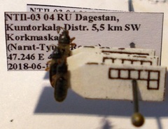 Dimorphopterus blissoides