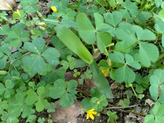 Corniculatae