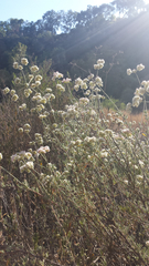 Eriogonum fasciculatum foliolosum