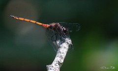 Orthemis ambinigra