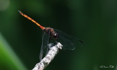 Orthemis ambinigra