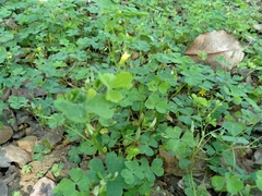 Corniculatae