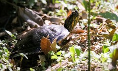 Trachemys dorbigni