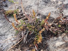 Gentiana septemfida grossheimii