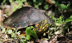 Trachemys dorbigni