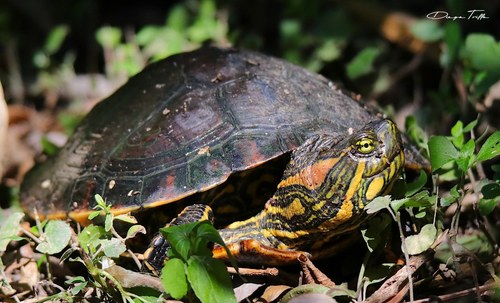 Black-bellied Slider
