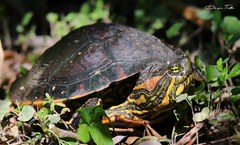 Trachemys dorbigni