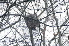 Accipiter gentilis