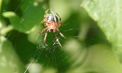 Araneus workmani