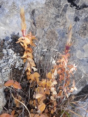 Gentiana septemfida grossheimii