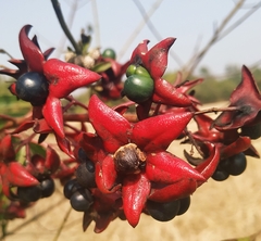 Clerodendrum indicum