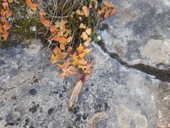 Gentiana septemfida grossheimii