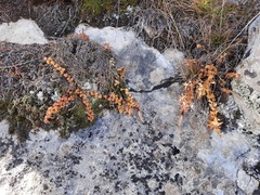 Gentiana septemfida grossheimii