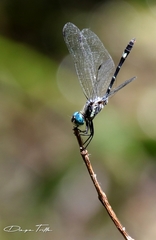 Micrathyria hypodidyma