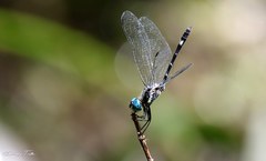 Micrathyria hypodidyma