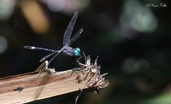 Micrathyria hypodidyma