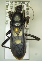 Ectomocoris caucasicus