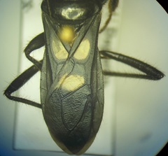 Ectomocoris caucasicus