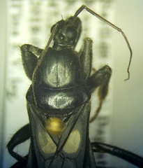 Ectomocoris caucasicus
