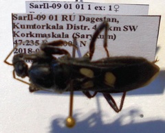Ectomocoris caucasicus