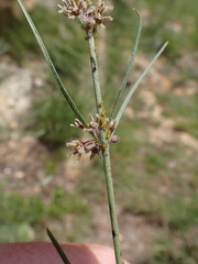 Aspidoglossum interruptum