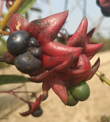 Clerodendrum indicum