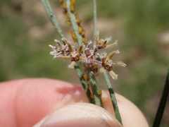 Aspidoglossum interruptum