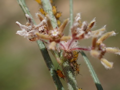 Aspidoglossum interruptum