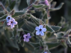 Alkanna strigosa