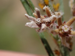 Aspidoglossum interruptum