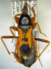 Ectomocoris ululans