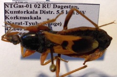 Ectomocoris ululans