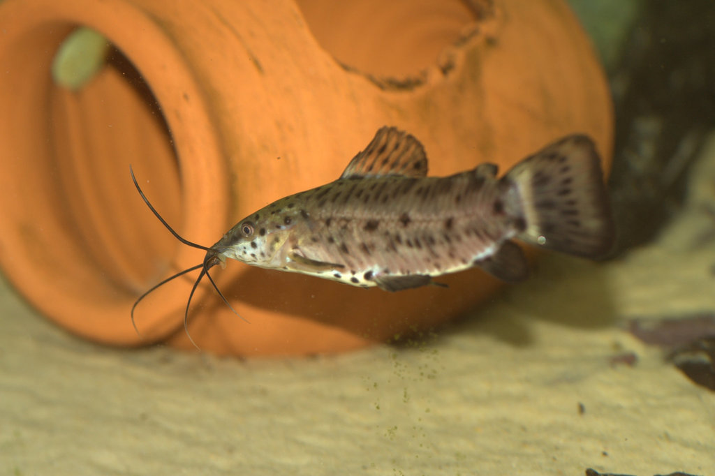 Porthole Catfish