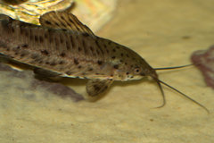 Porthole Catfish photo 2