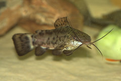 Porthole Catfish photo 3
