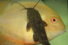 Porthole Catfish photo 4