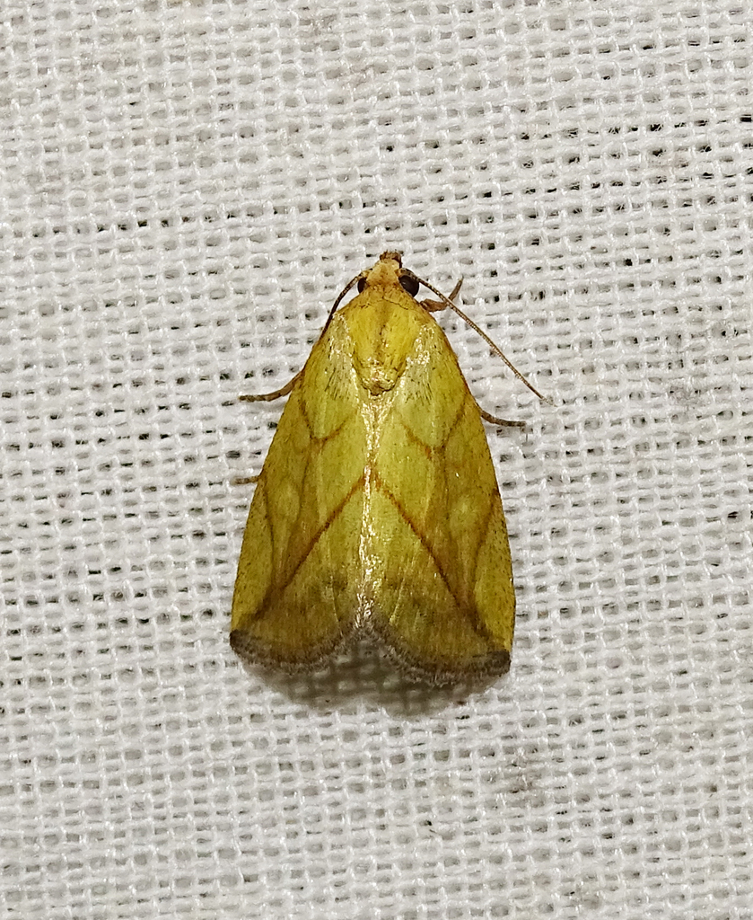 Marimatha furcata
