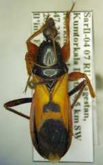 Ectomocoris ululans